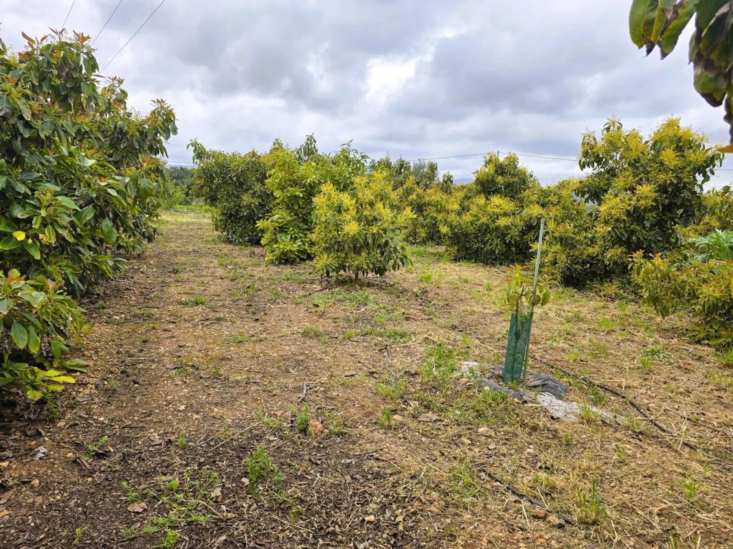 Terreno en venta en Pego, Alicante photo 5