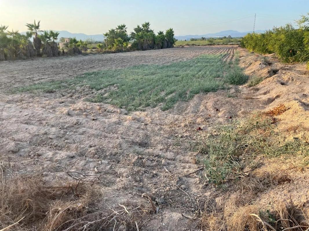 Terreno en venta en Elche / Elx, Alicante photo 5