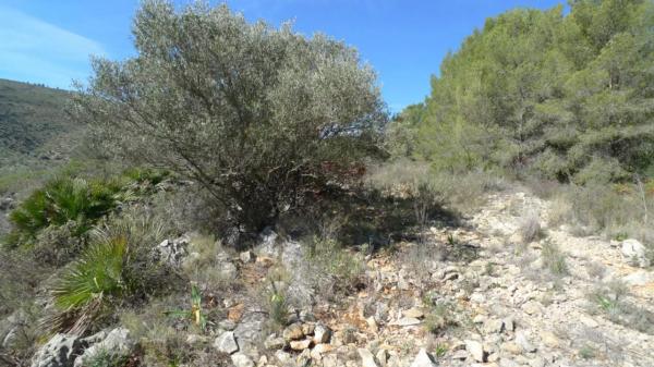 Terreno en Benichembla photo 2