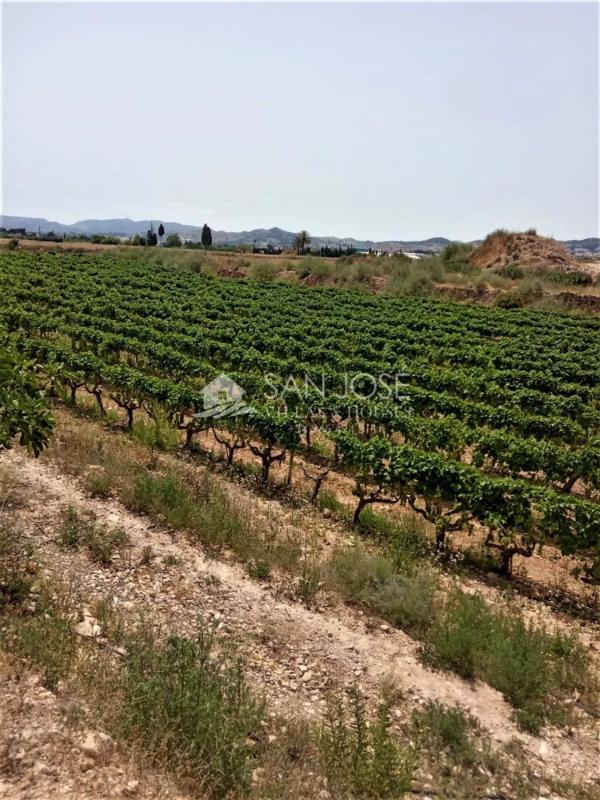 Land for sale in Novelda, Alicante photo 4