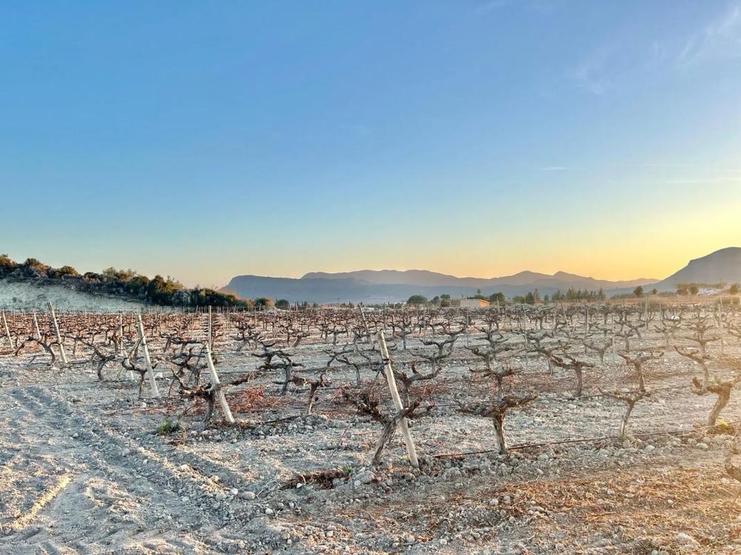 Land for sale in Novelda, Alicante photo 1