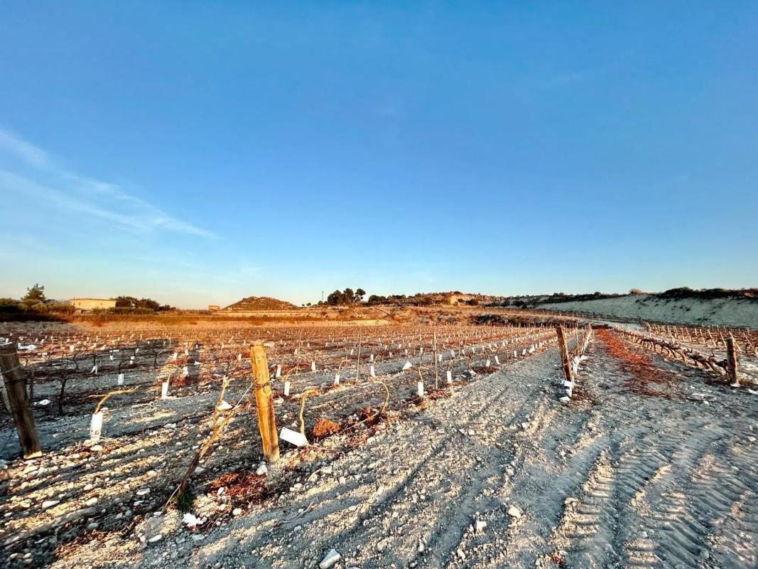 Land for sale in Novelda, Alicante photo 2