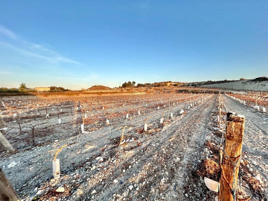 Land for sale in Novelda, Alicante photo 3