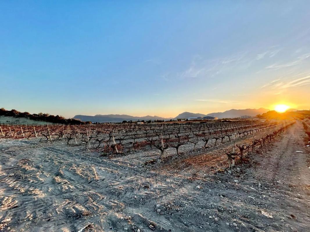 Land for sale in Novelda, Alicante photo 4