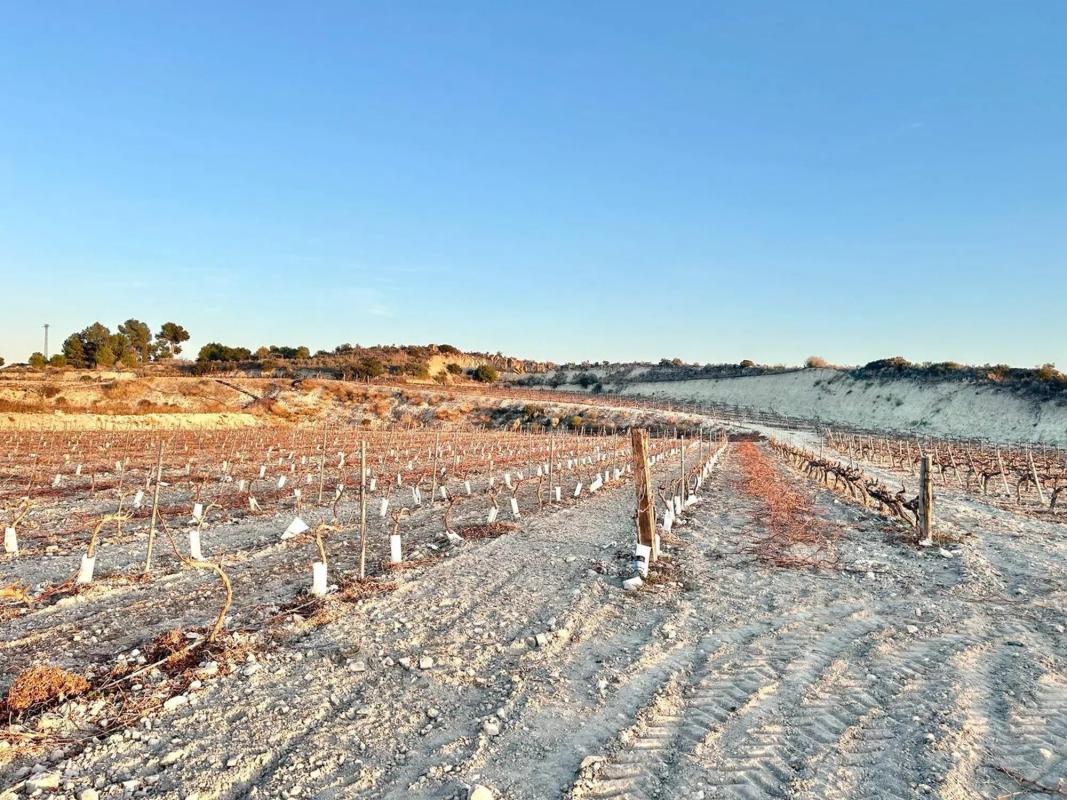 Land for sale in Novelda, Alicante photo 5