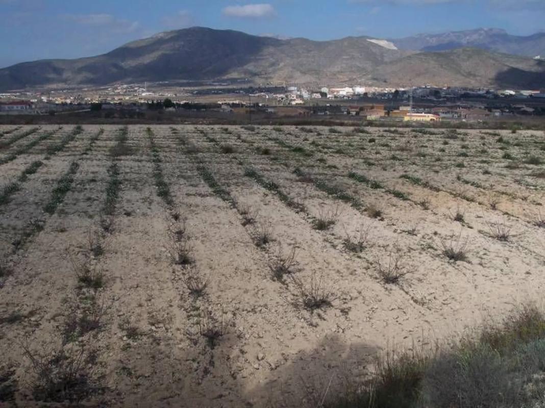 Terreno en venta en Hondón de los Frailes, Alicante photo 3