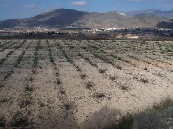 Terreno en Hondón de los Frailes thumbnail 3