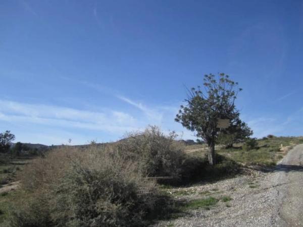 Terreno en Novelda photo 3