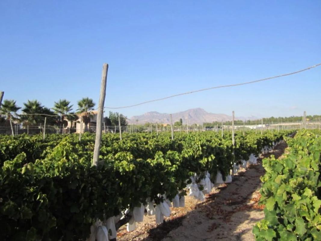 Terreno en venta en Novelda, Alicante photo 4