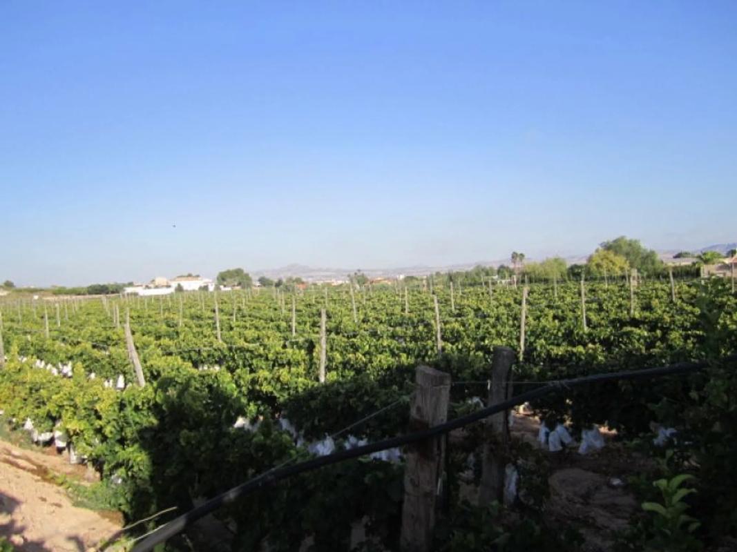 Terreno en venta en Novelda, Alicante photo 5