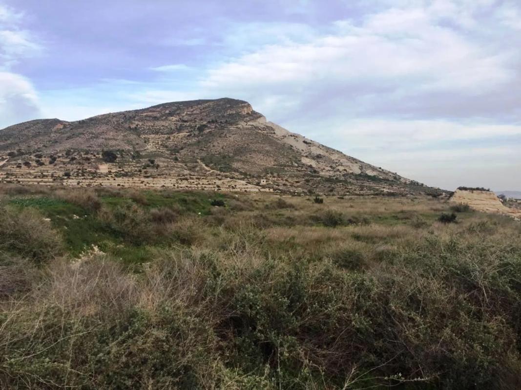 Land for sale in Novelda, Alicante photo 3