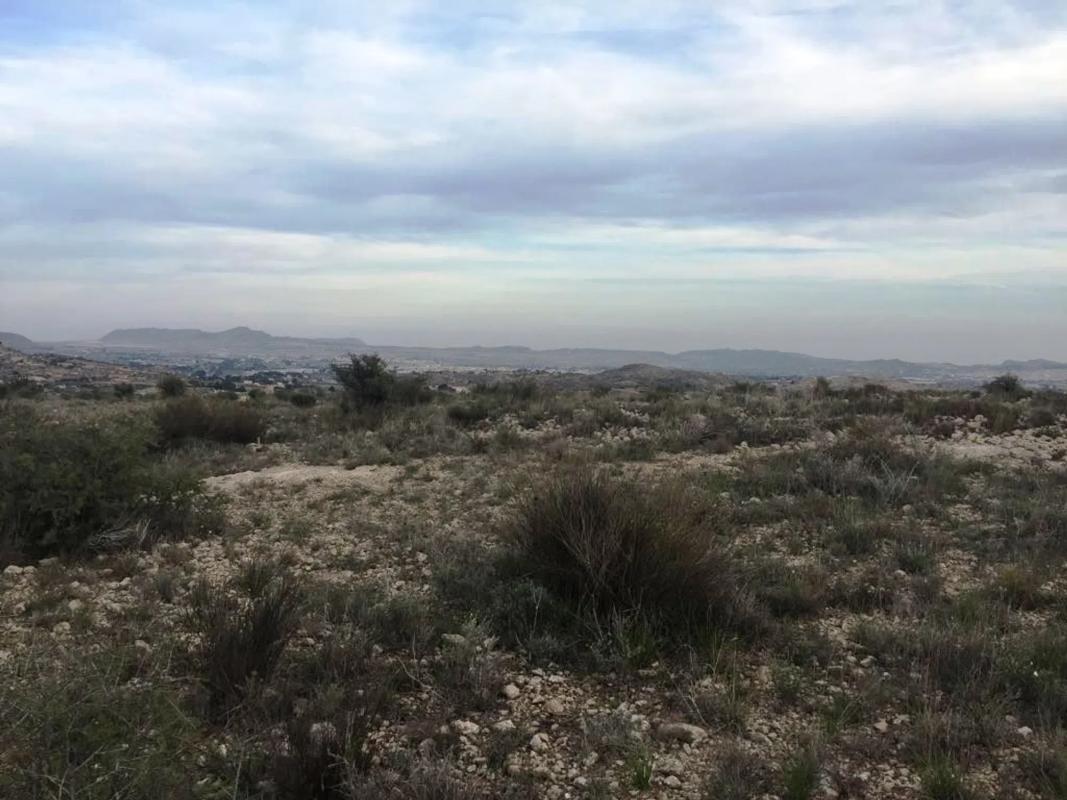 Land for sale in Novelda, Alicante photo 5