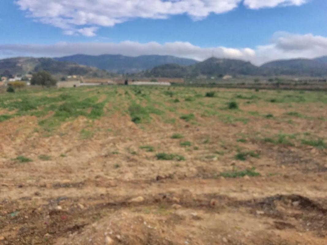Land for sale in Hondón de las Nieves, Alicante photo 3