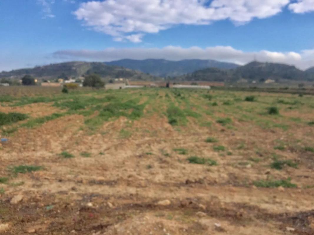 Land for sale in Hondón de las Nieves, Alicante photo 4