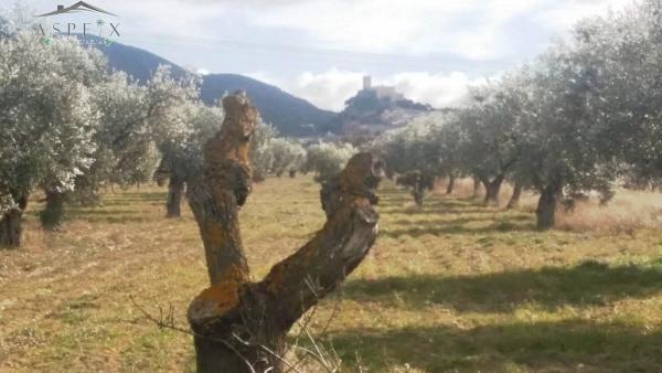 Terreno en Biar photo 1
