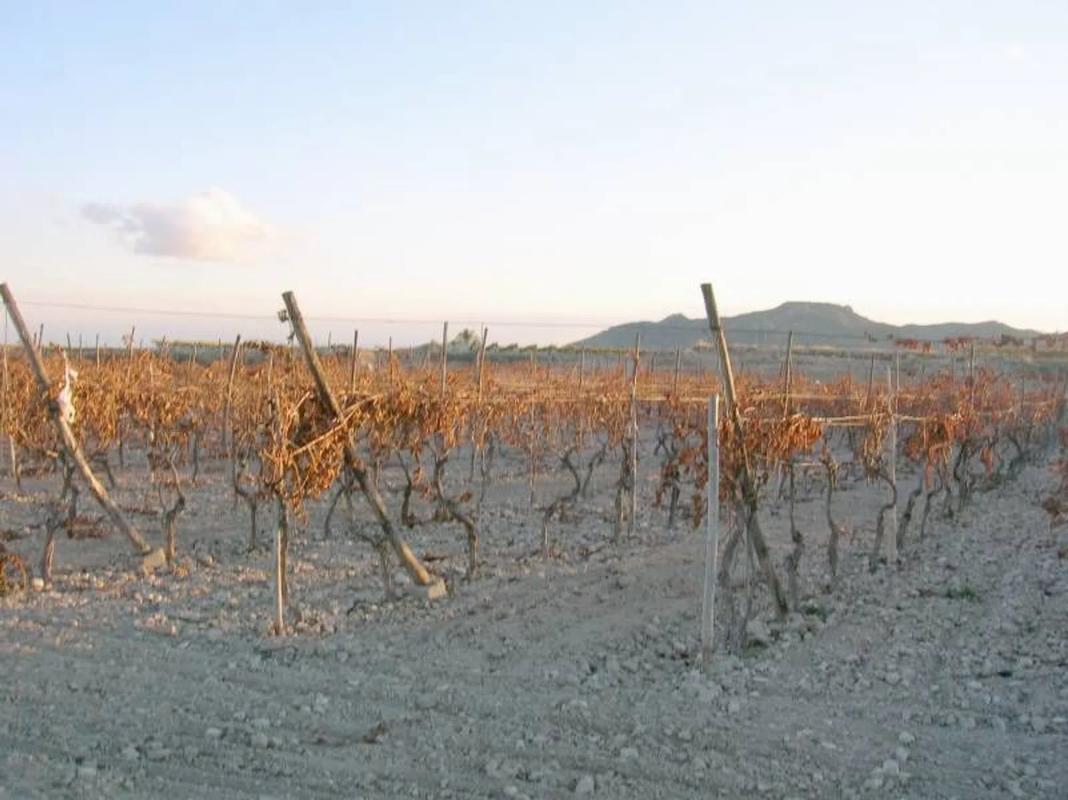 Terreno en venta en Aspe, Alicante photo 1