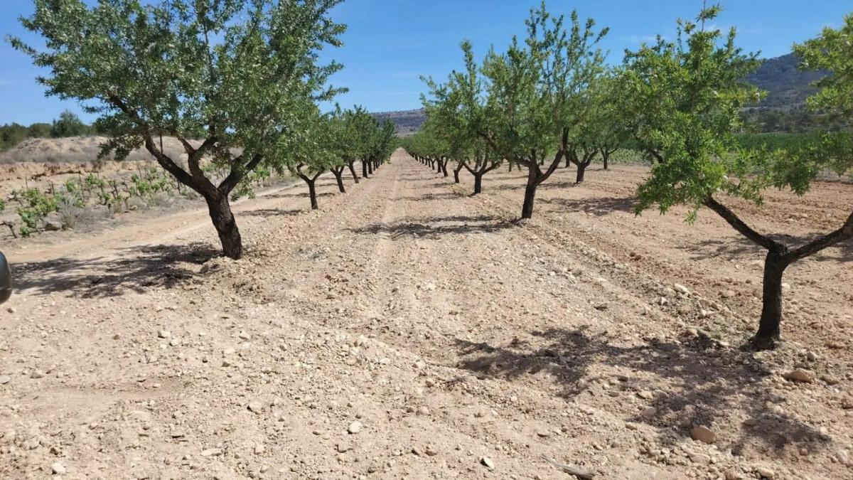 Land for sale in Monovar, Alicante photo 1