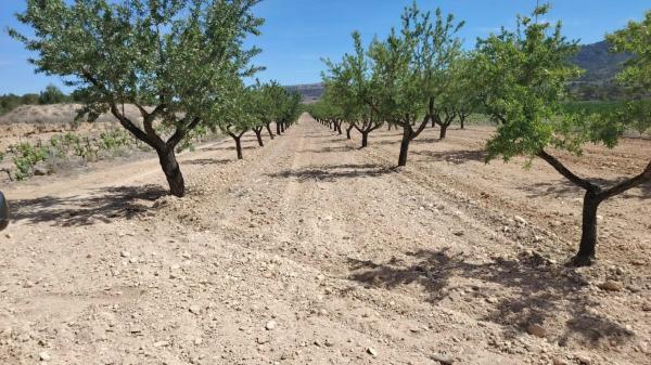 Terreno en Monovar photo 1