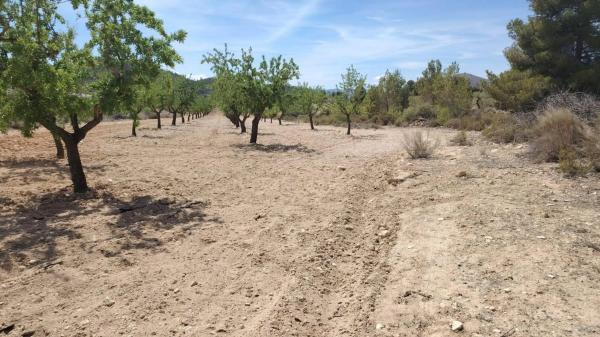 Terreno en Monovar photo 3