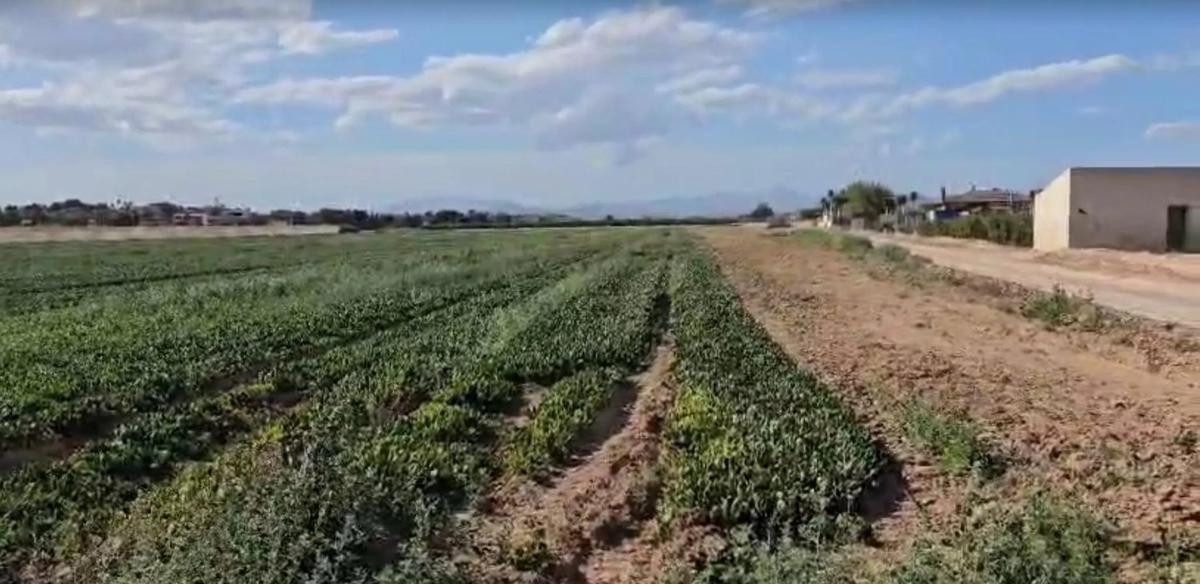 Land for sale in Elche / Elx, Alicante photo 4