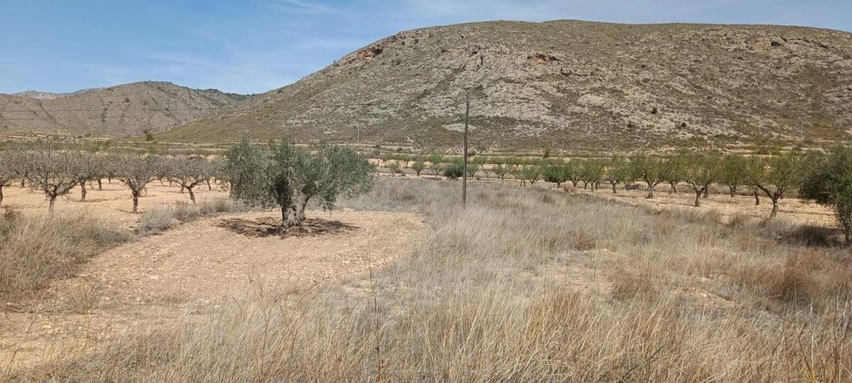 Terreno en venta en Orihuela, Alicante photo 1
