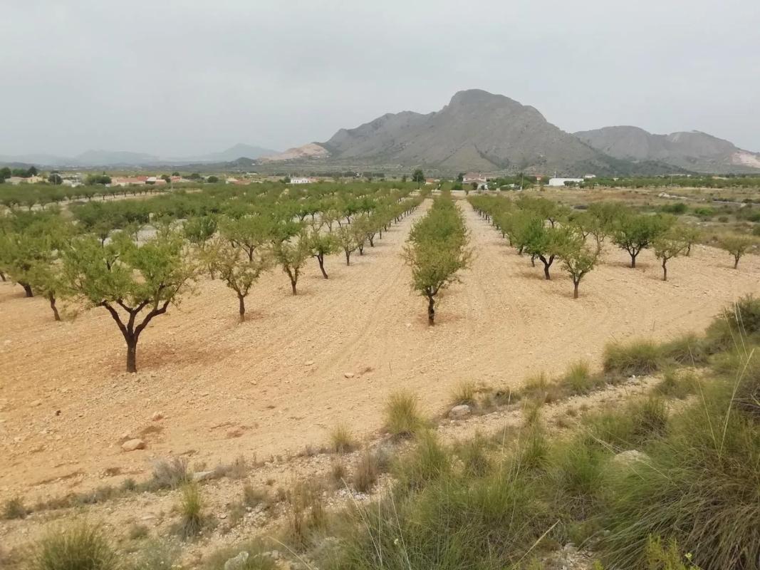 Terreno en venta en Orihuela, Alicante photo 1