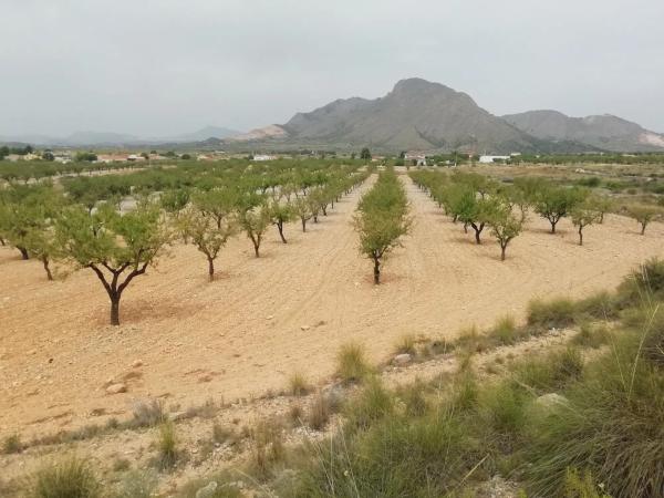 Terreno en La Murada-Los Vicentes photo 1