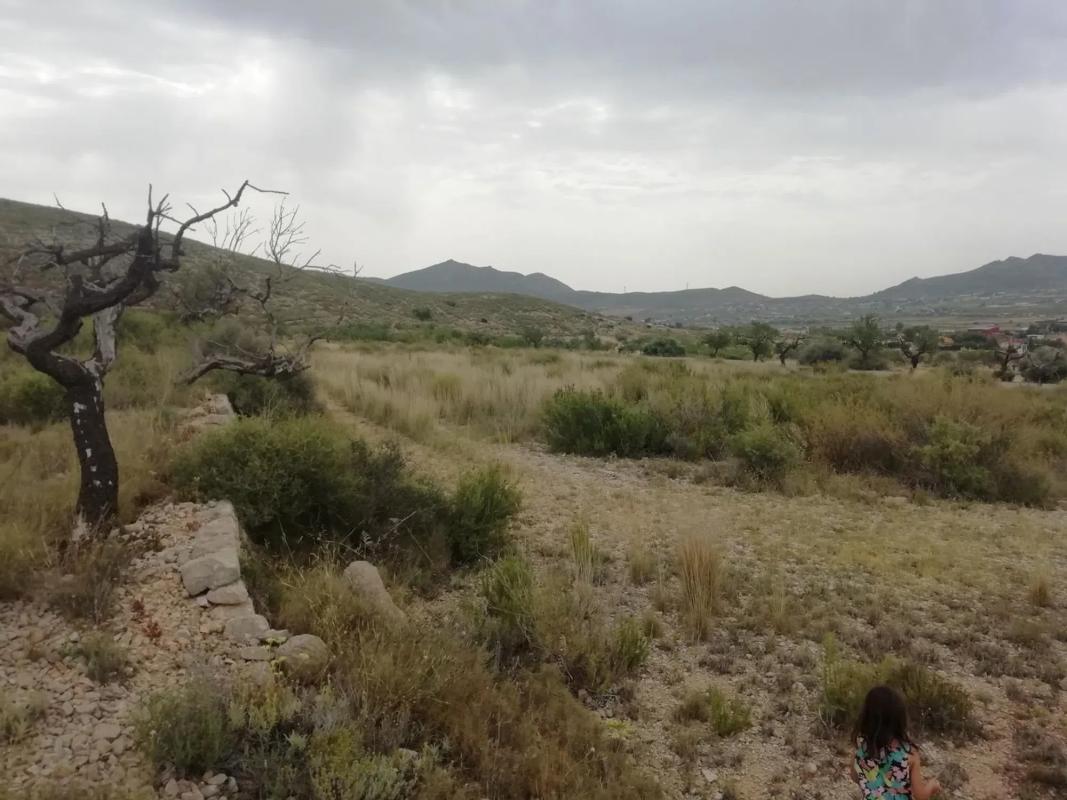 Land for sale in Hondón de los Frailes, Alicante photo 1
