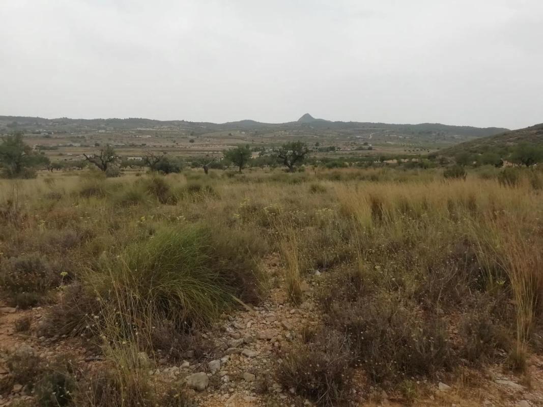 Land for sale in Hondón de los Frailes, Alicante photo 2