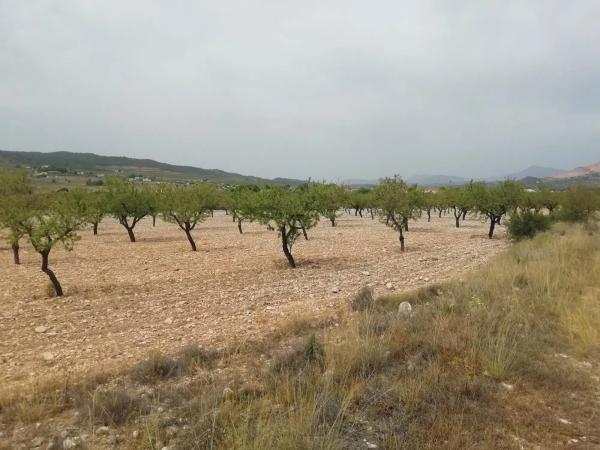 Terreno en La Murada-Los Vicentes photo 3