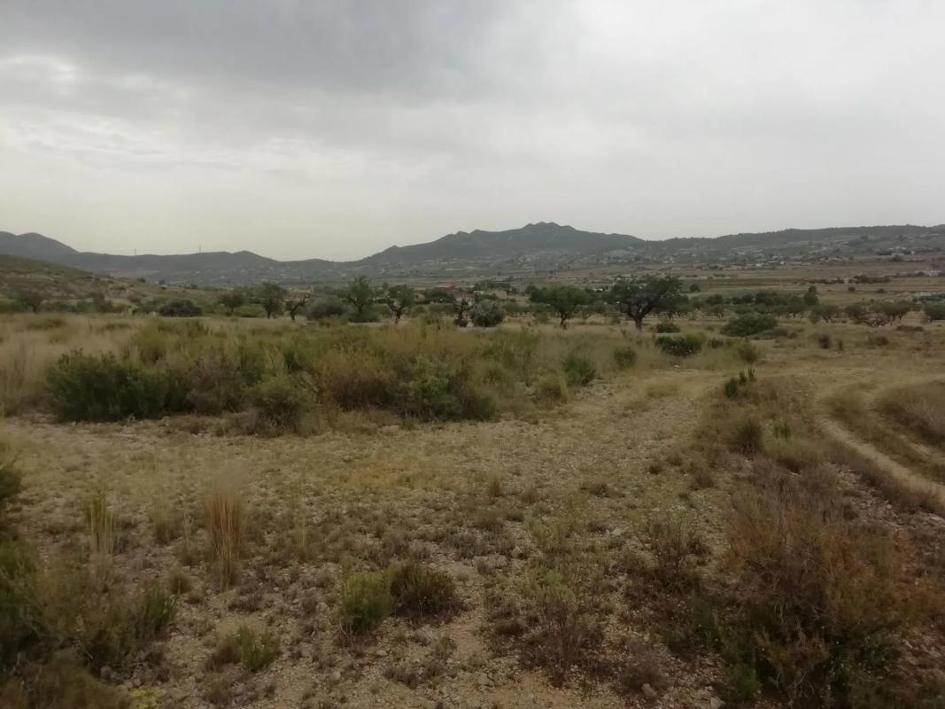 Land for sale in Hondón de los Frailes, Alicante photo 3