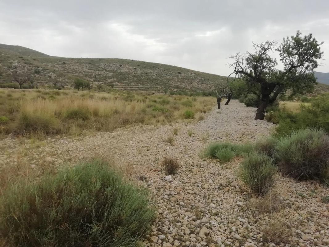 Land for sale in Hondón de los Frailes, Alicante photo 5