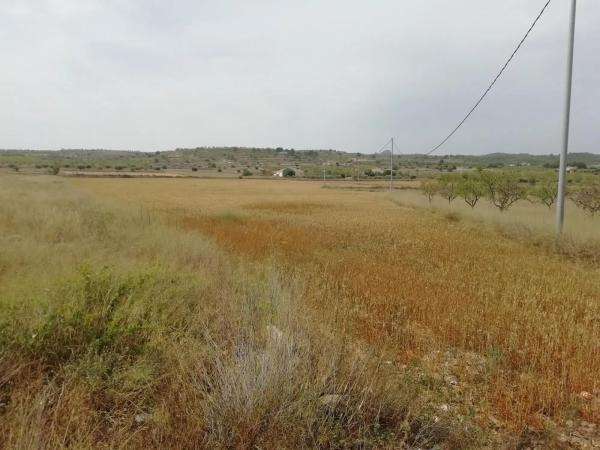 Terreno en La Murada-Los Vicentes photo 3