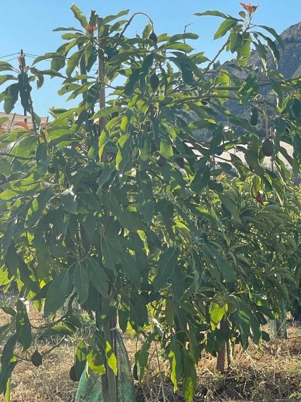 Działka na sprzedaż w Guadalest, Alicante photo 5