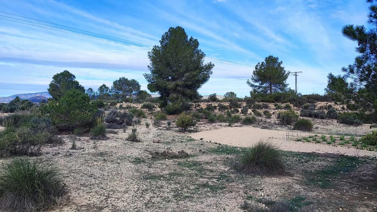 Terreno en venta en Monovar, Alicante photo 1