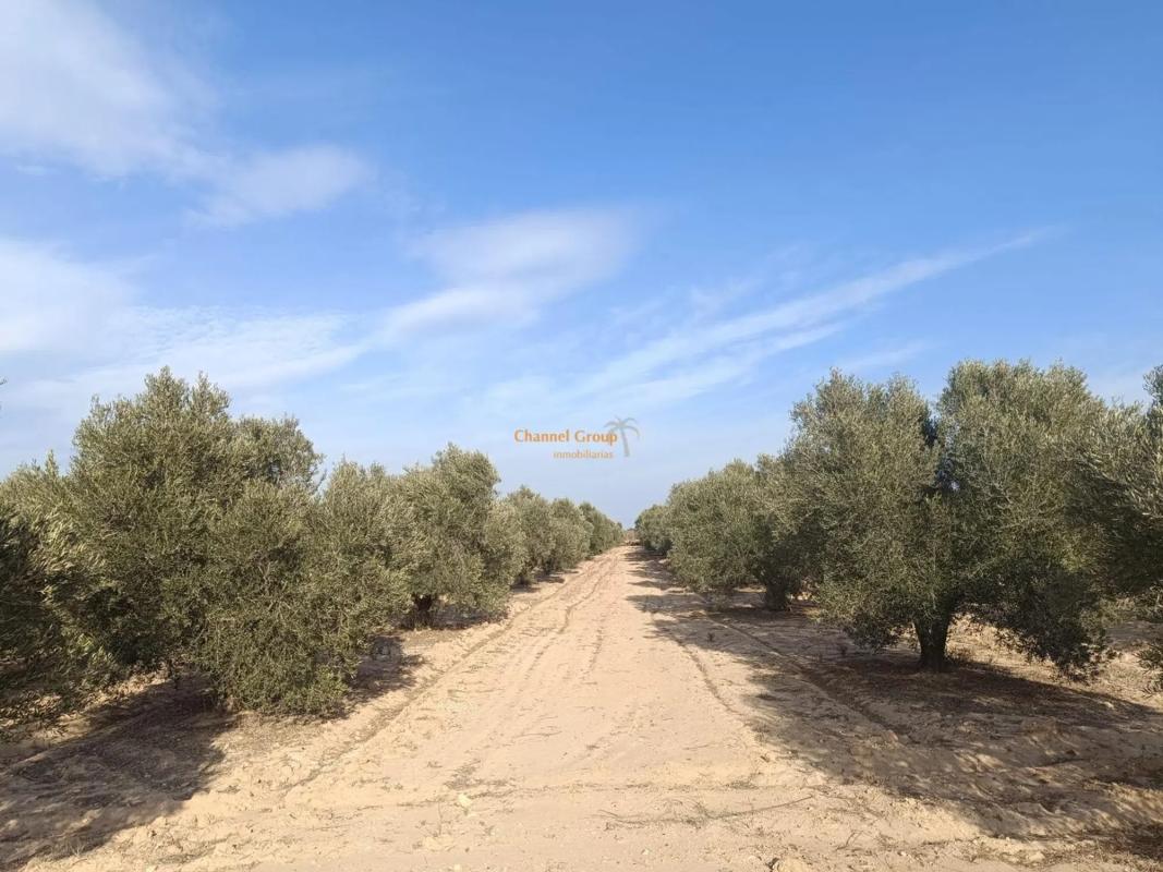 Terreno en venta en Elche / Elx, Alicante photo 1