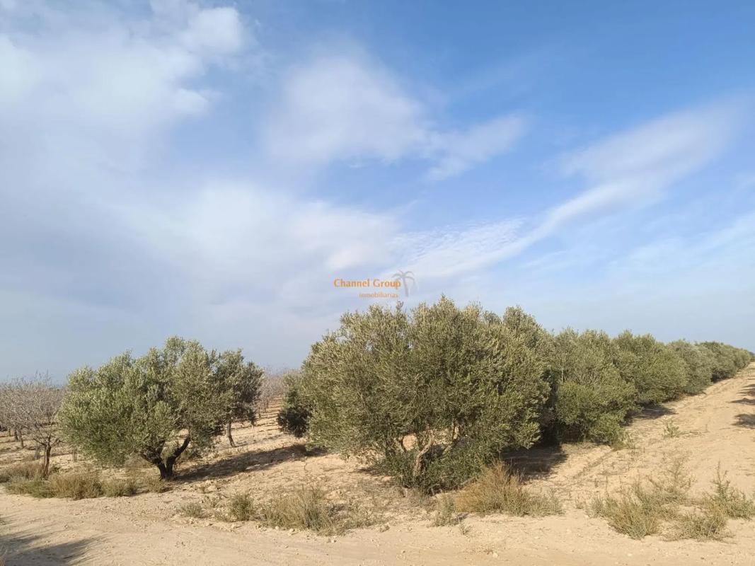 Terreno en venta en Elche / Elx, Alicante photo 2