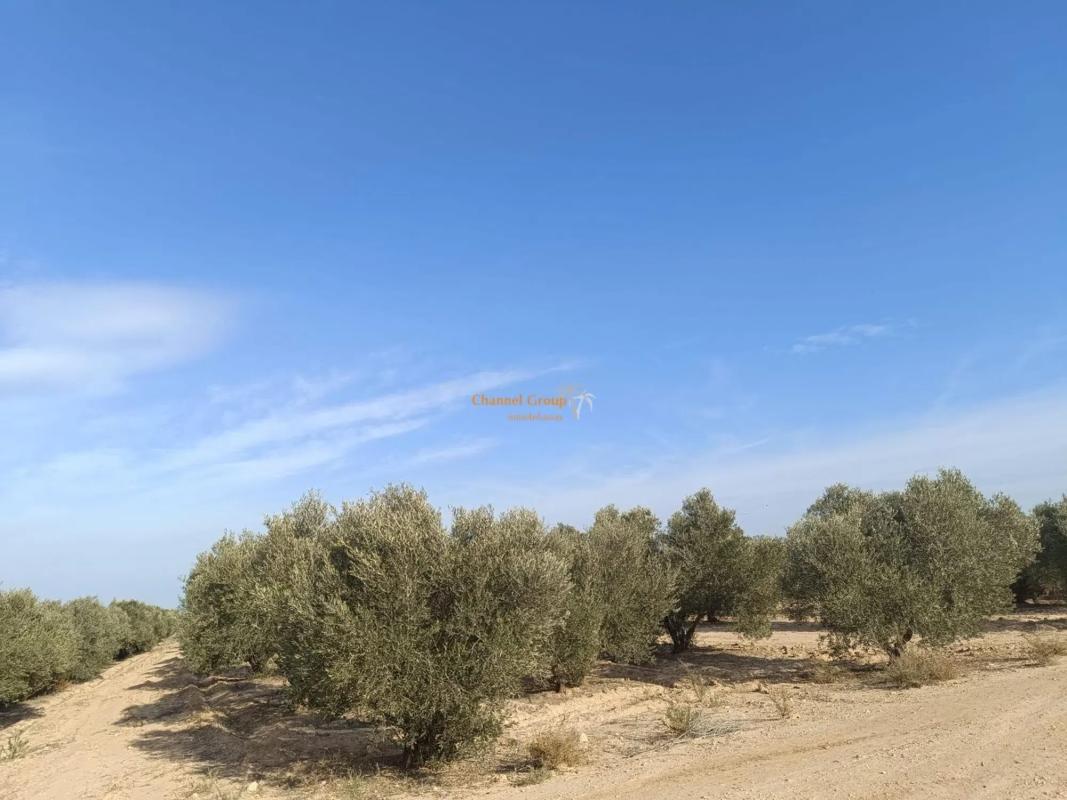 Terreno en venta en Elche / Elx, Alicante photo 4