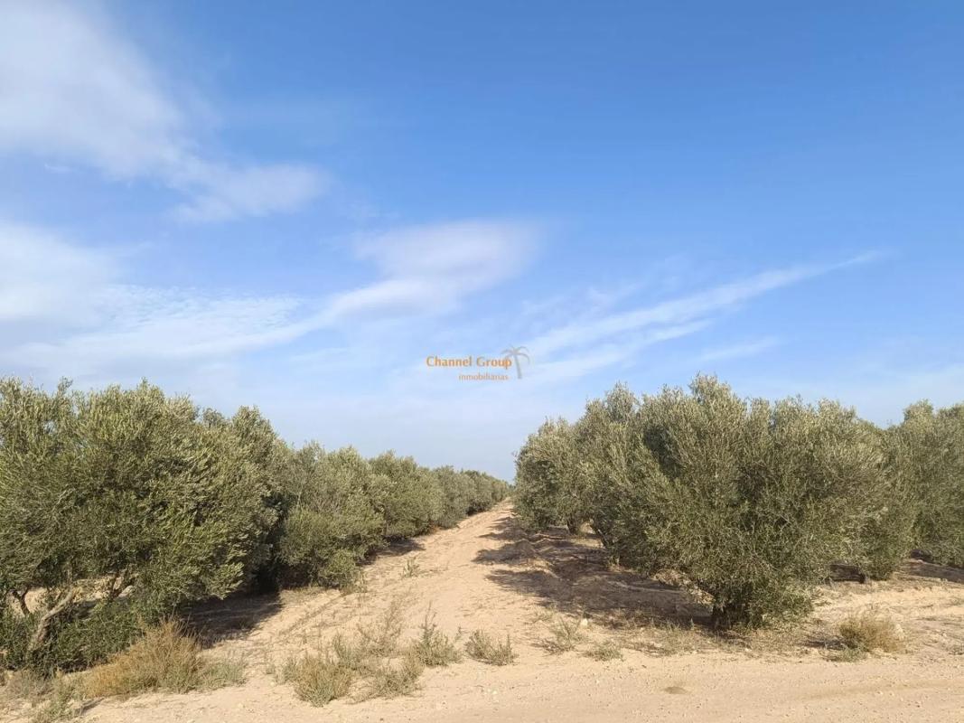 Terreno en venta en Elche / Elx, Alicante photo 5