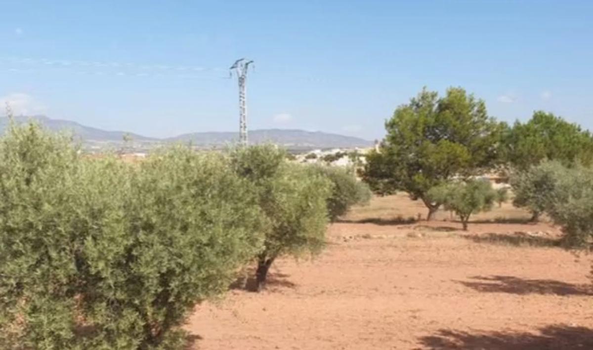 Działka na sprzedaż w Pinoso, Alicante photo 3