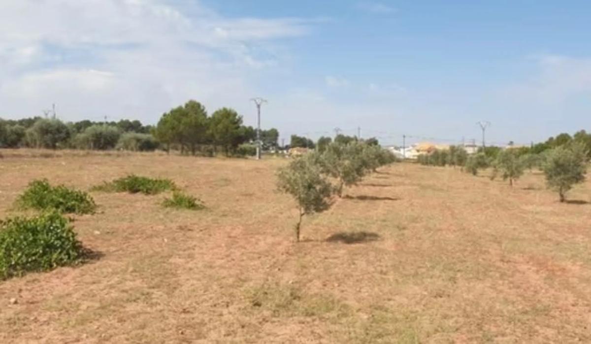 Działka na sprzedaż w Pinoso, Alicante photo 5
