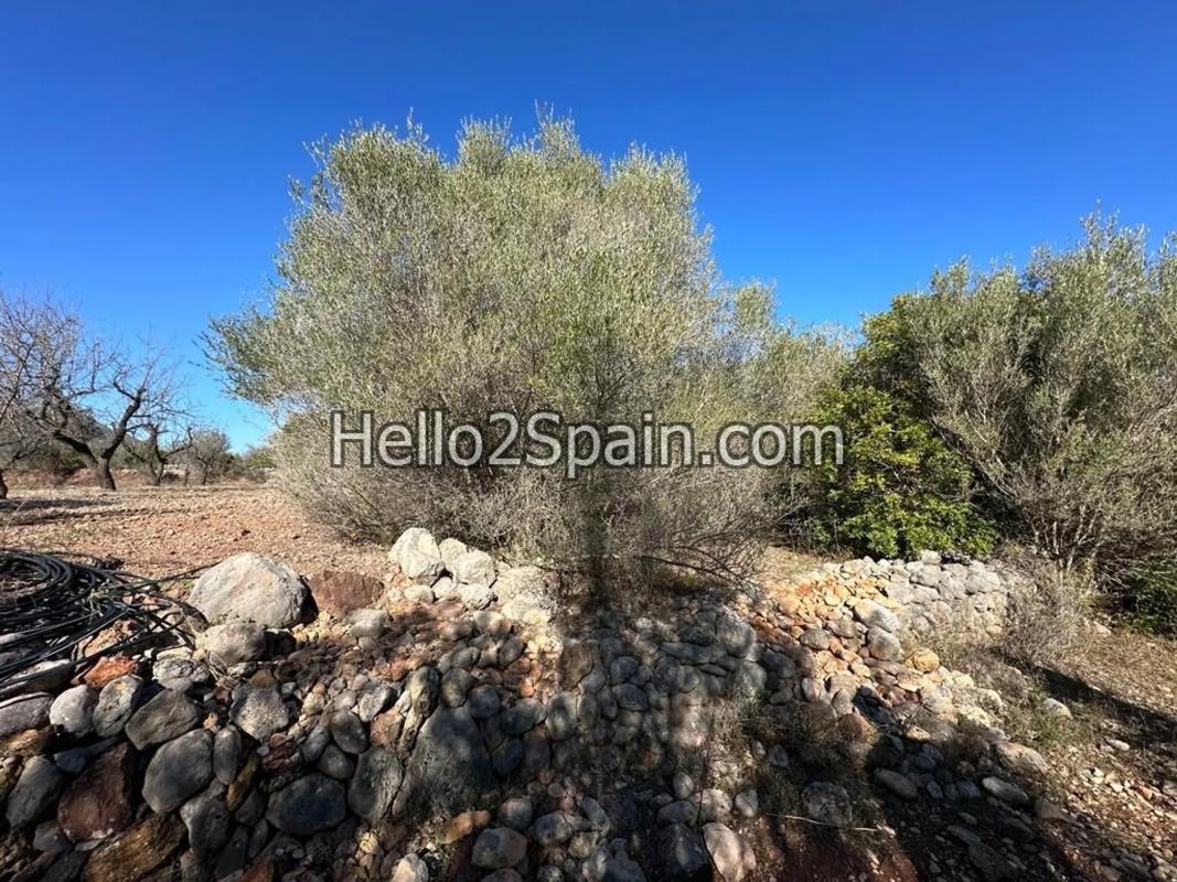 Terreno en venta en Alcalalí, Alicante photo 3