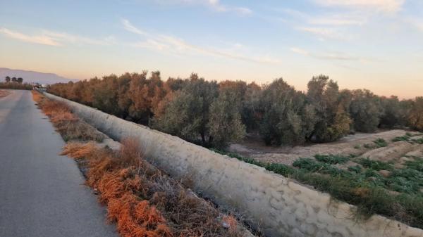 Terreno en Dolores s/n PartidaCebadas photo 1