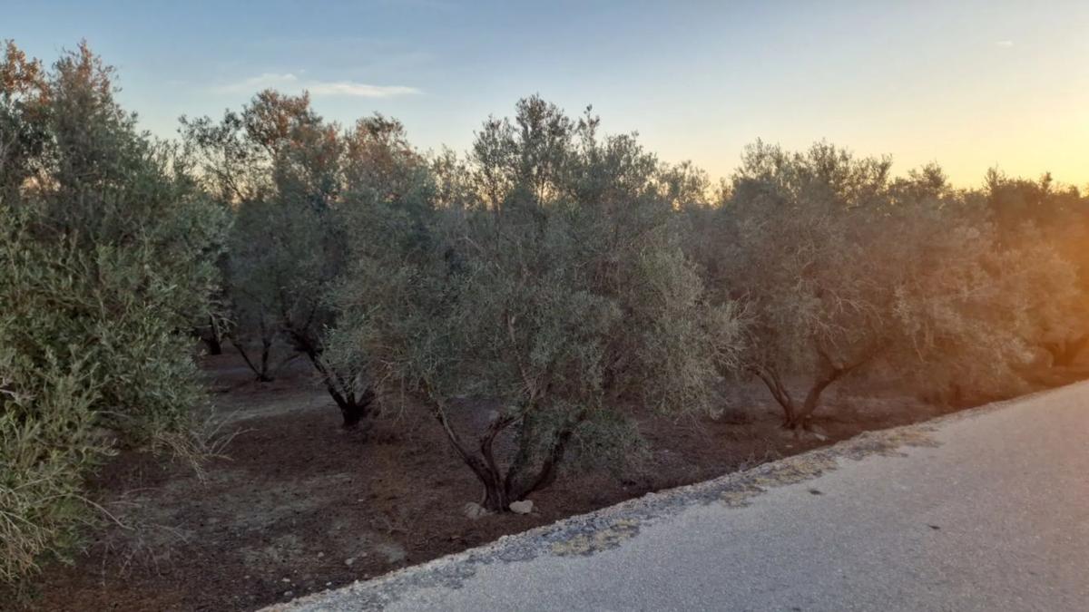 Land for sale in Dolores, Alicante photo 2