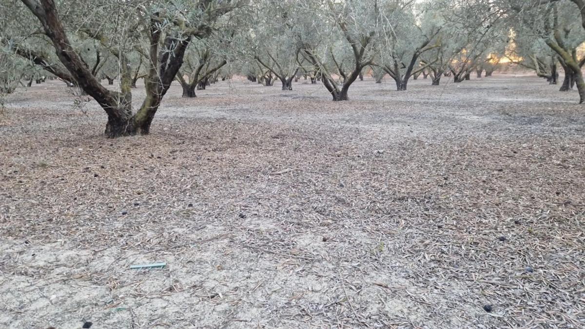 Land for sale in Dolores, Alicante photo 3