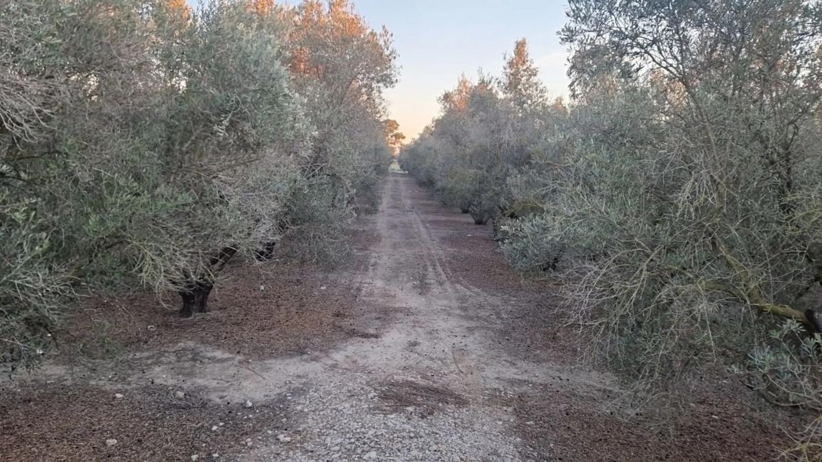 Land for sale in Dolores, Alicante photo 5