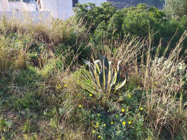 Terreno en avenida Monte Pego-Benimeli photo 4