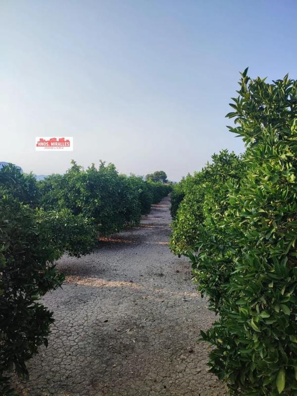 Terreno en venta en Dolores, Alicante photo 3