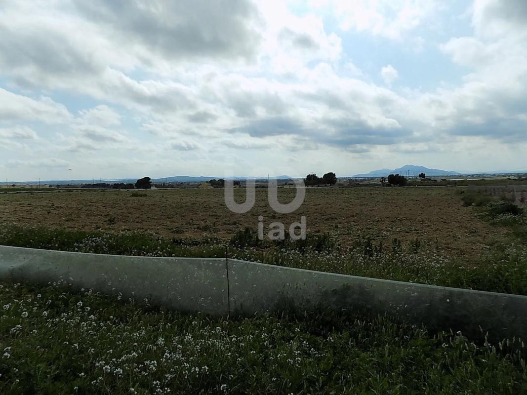 Działka na sprzedaż w Elche / Elx, Alicante photo 4