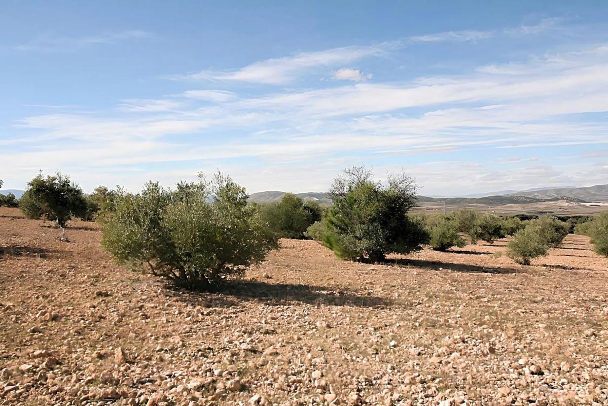 Terreno en venta en Biar, Alicante photo 3